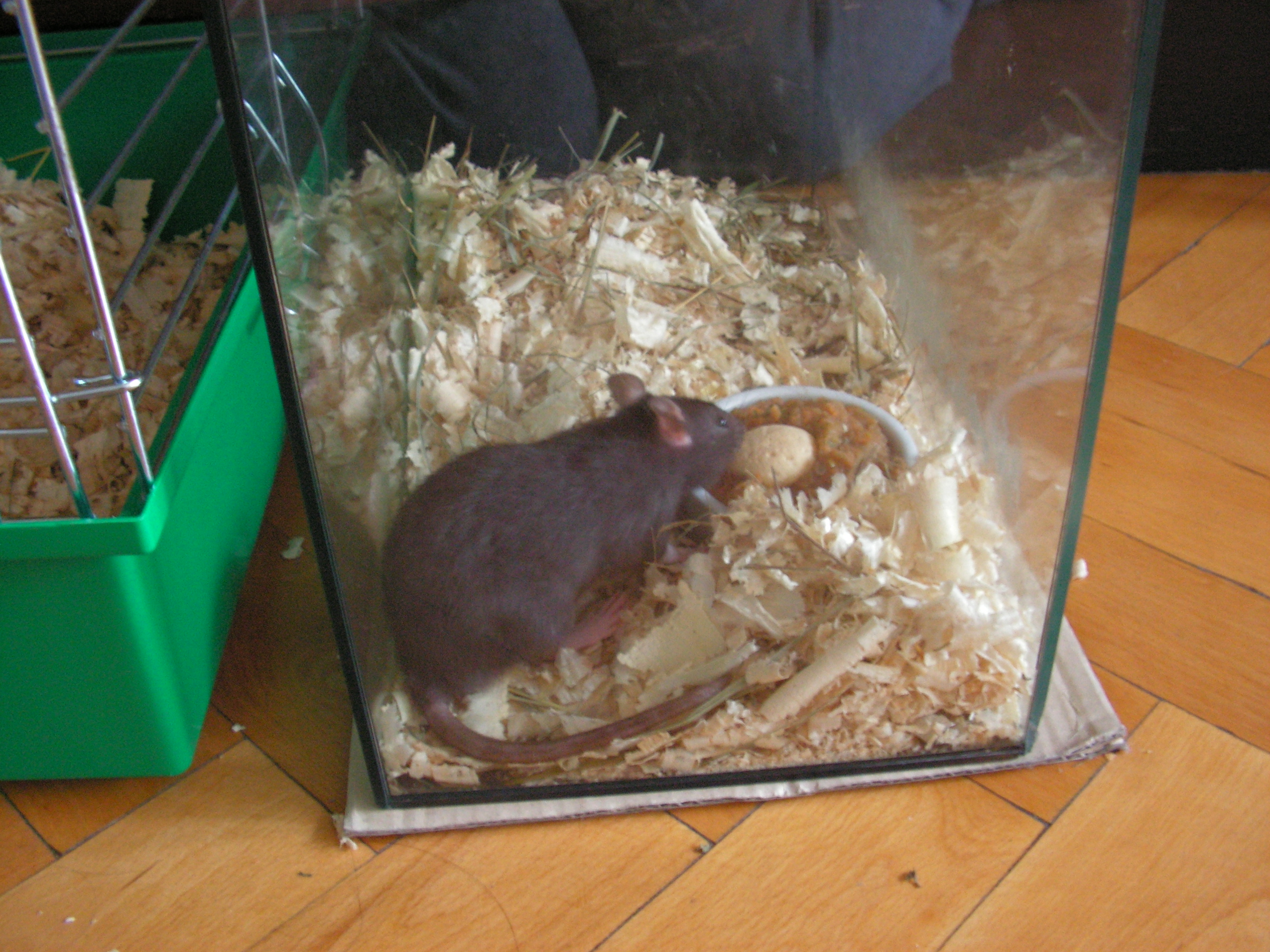 zoo ivuš krmení 082.jpg