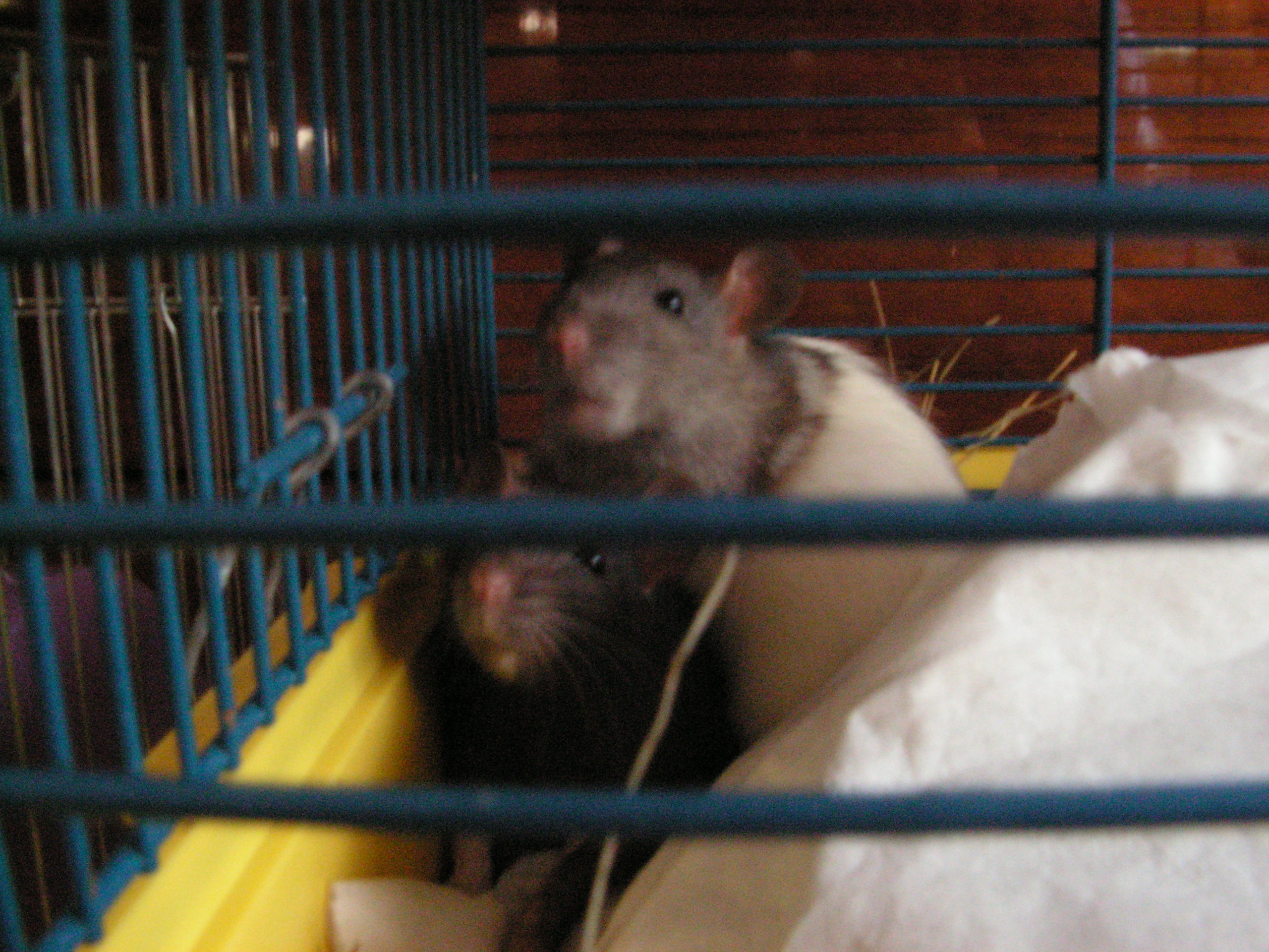 táta zooo 051.jpg
